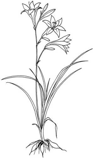 Иллюстрация к книге — Цветник для ленивых. Цветы от последнего снега до первых морозов [i_055.jpg]