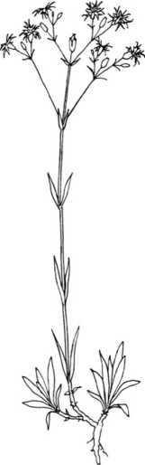 Иллюстрация к книге — Цветник для ленивых. Цветы от последнего снега до первых морозов [i_056.jpg]