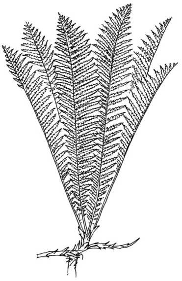 Иллюстрация к книге — Цветник для ленивых. Цветы от последнего снега до первых морозов [i_059.jpg]