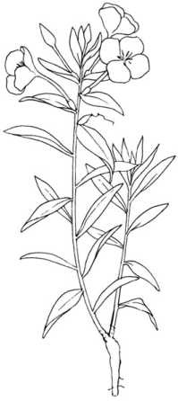 Иллюстрация к книге — Цветник для ленивых. Цветы от последнего снега до первых морозов [i_060.jpg]