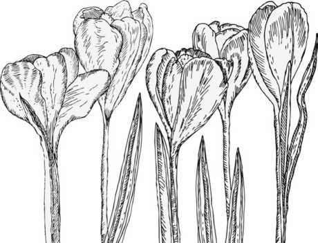 Иллюстрация к книге — Цветник для ленивых. Цветы от последнего снега до первых морозов [i_062.jpg]