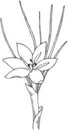 Иллюстрация к книге — Цветник для ленивых. Цветы от последнего снега до первых морозов [i_064.jpg]