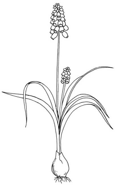 Иллюстрация к книге — Цветник для ленивых. Цветы от последнего снега до первых морозов [i_066.jpg]