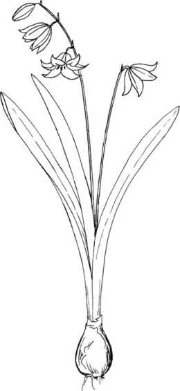 Иллюстрация к книге — Цветник для ленивых. Цветы от последнего снега до первых морозов [i_069.jpg]