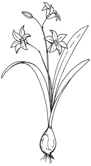 Иллюстрация к книге — Цветник для ленивых. Цветы от последнего снега до первых морозов [i_071.jpg]