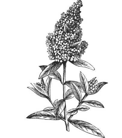 Иллюстрация к книге — Цветник для ленивых. Цветы от последнего снега до первых морозов [i_074.jpg]