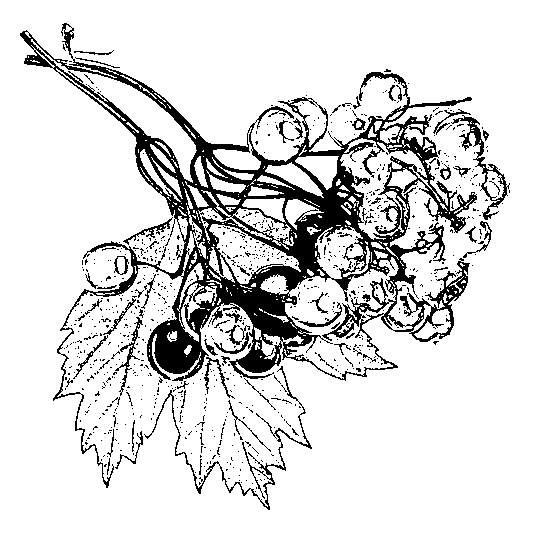 Иллюстрация к книге — Цветник для ленивых. Цветы от последнего снега до первых морозов [i_076.jpg]