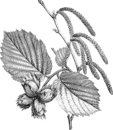 Иллюстрация к книге — Цветник для ленивых. Цветы от последнего снега до первых морозов [i_078.jpg]