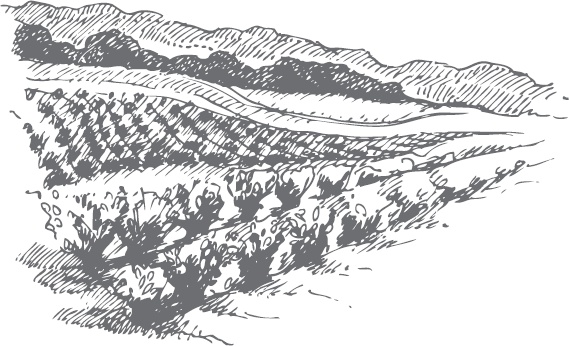 Иллюстрация к книге — Виноград без труда [_1.jpg]