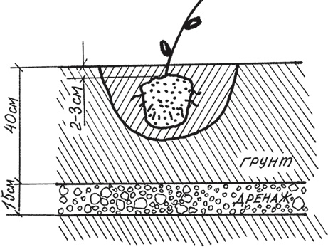 Иллюстрация к книге — Виноград без труда [_10.jpg]