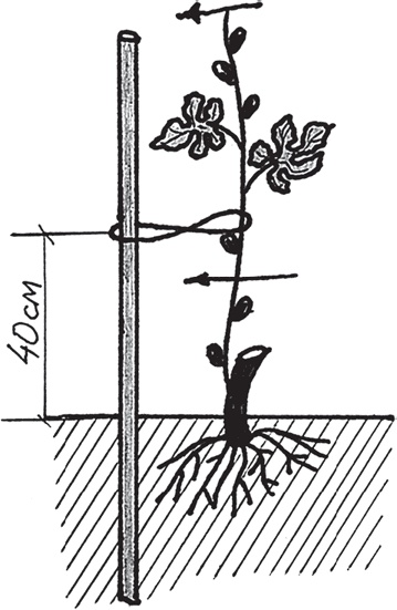 Иллюстрация к книге — Виноград без труда [_11.jpg]