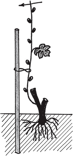 Иллюстрация к книге — Виноград без труда [_13.jpg]