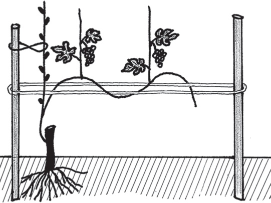 Иллюстрация к книге — Виноград без труда [_17.jpg]