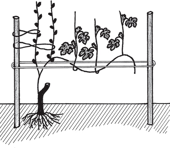 Иллюстрация к книге — Виноград без труда [_19.jpg]