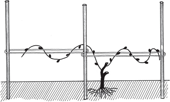 Иллюстрация к книге — Виноград без труда [_21.jpg]