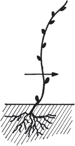 Иллюстрация к книге — Виноград без труда [_23.jpg]