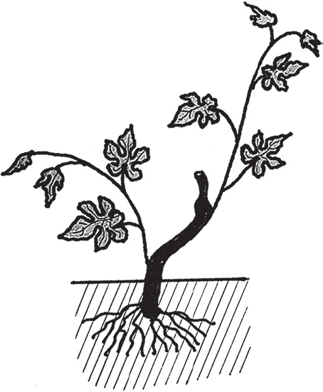 Иллюстрация к книге — Виноград без труда [_24.jpg]