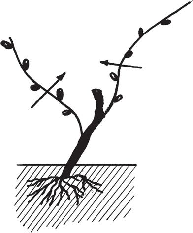 Иллюстрация к книге — Виноград без труда [_25.jpg]