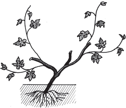 Иллюстрация к книге — Виноград без труда [_26.jpg]