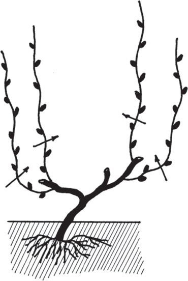 Иллюстрация к книге — Виноград без труда [_27.jpg]