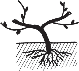 Иллюстрация к книге — Виноград без труда [_28.jpg]