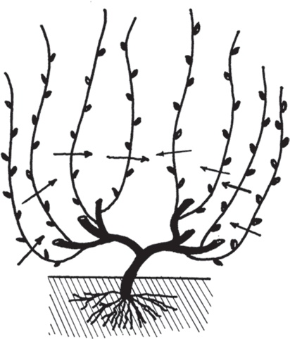 Иллюстрация к книге — Виноград без труда [_29.jpg]