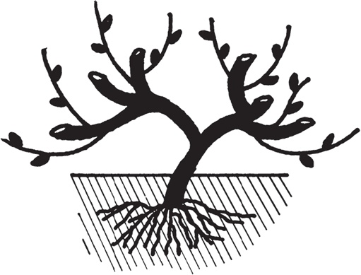 Иллюстрация к книге — Виноград без труда [_30.jpg]