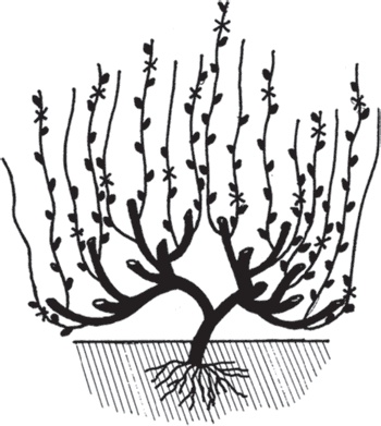 Иллюстрация к книге — Виноград без труда [_31.jpg]