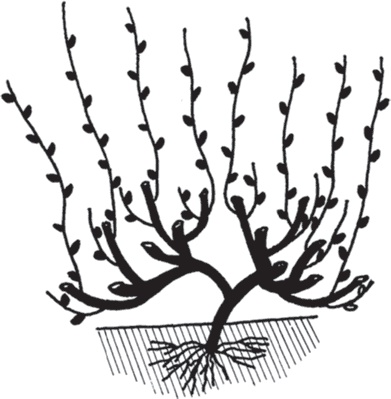 Иллюстрация к книге — Виноград без труда [_32.jpg]