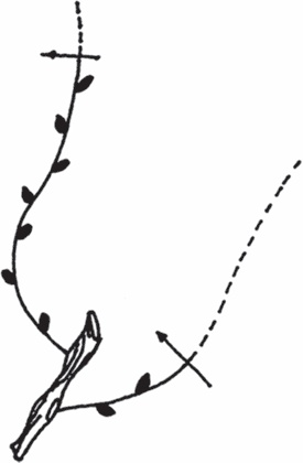 Иллюстрация к книге — Виноград без труда [_33.jpg]