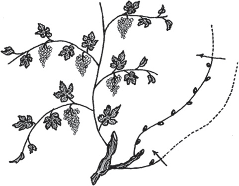 Иллюстрация к книге — Виноград без труда [_34.jpg]