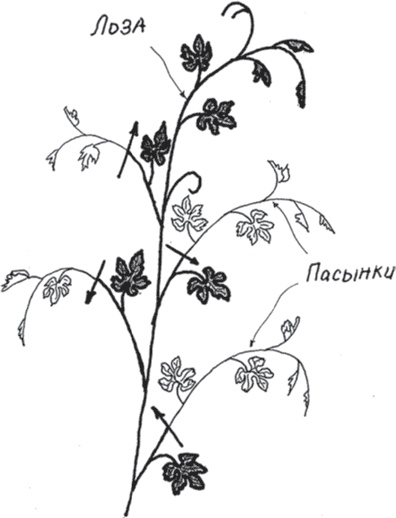 Иллюстрация к книге — Виноград без труда [_35.jpg]