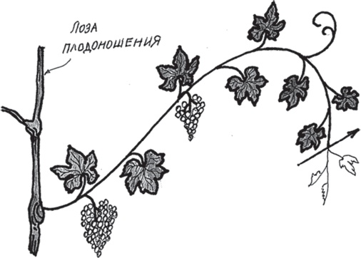 Иллюстрация к книге — Виноград без труда [_36.jpg]