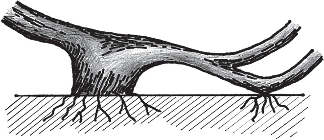 Иллюстрация к книге — Виноград без труда [_37.jpg]
