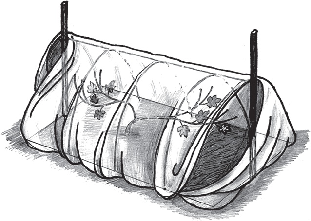 Иллюстрация к книге — Виноград без труда [_39.jpg]