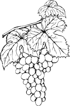 Иллюстрация к книге — Виноград без труда [_54.jpg]