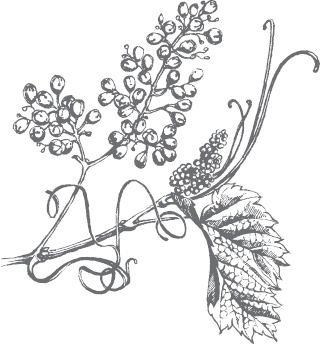 Иллюстрация к книге — Виноград без труда [_56.jpg]