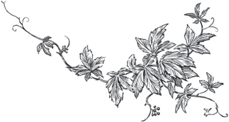 Иллюстрация к книге — Виноград без труда [_57.jpg]