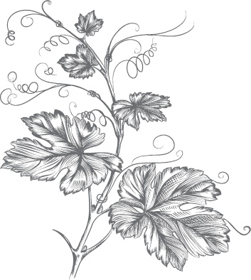 Иллюстрация к книге — Виноград без труда [_59.jpg]