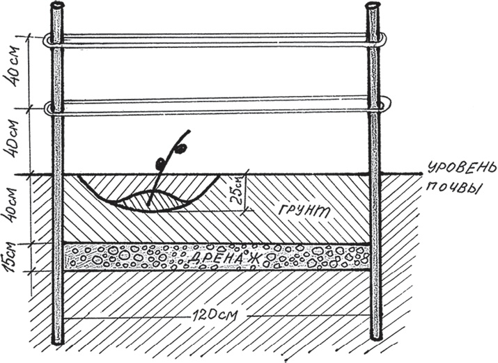 Иллюстрация к книге — Виноград без труда [_6.jpg]