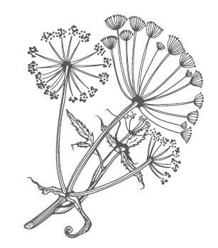 Иллюстрация к книге — Огород по-русски. Мало сажаем, много собираем [i_020.jpg]