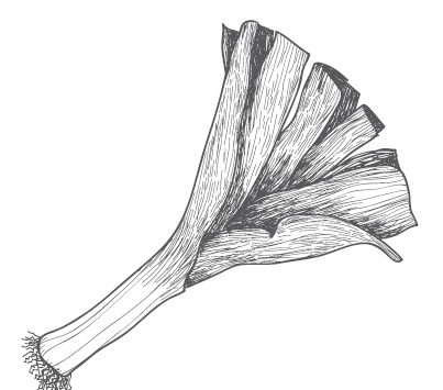 Иллюстрация к книге — Огород по-русски. Мало сажаем, много собираем [i_024.jpg]