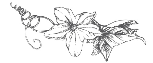 Иллюстрация к книге — Огород по-русски. Мало сажаем, много собираем [i_033.jpg]