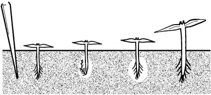 Иллюстрация к книге — Огород у вас дома [i_011.jpg]