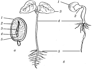 Иллюстрация к книге — Огород у вас дома [i_015.jpg]
