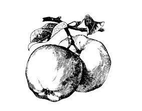 Иллюстрация к книге — Лечимся едой. Запоры. 200 лучших рецептов. Советы, рекомендации [i_001.jpg]