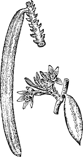 Иллюстрация к книге — Большая энциклопедия специй, приправ и пряностей [_11.jpg]