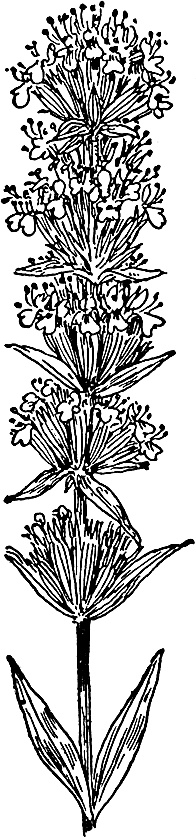 Иллюстрация к книге — Большая энциклопедия специй, приправ и пряностей [_17.jpg]