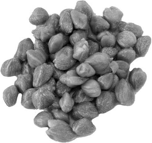 Иллюстрация к книге — Большая энциклопедия специй, приправ и пряностей [_18.jpg]