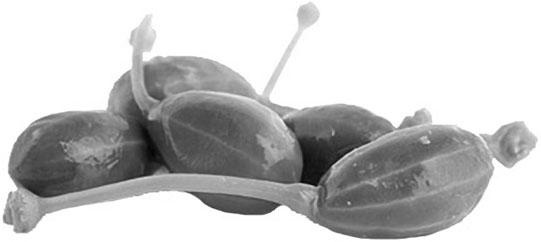 Иллюстрация к книге — Большая энциклопедия специй, приправ и пряностей [_19.jpg]